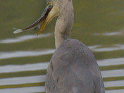 Great Blue Heron