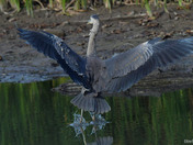 Great Blue Heron