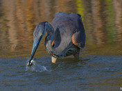 Great Blue Heron