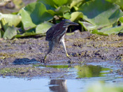 Green Heron