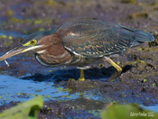 Green Heron