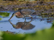 Green Heron
