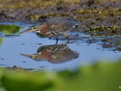 Green Heron
