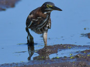 Green Heron