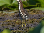 Green Heron