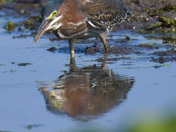 Green Heron