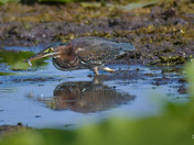 Green Heron