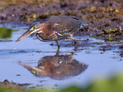 Green Heron