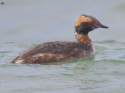 Horned Grebe