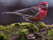 House Finch