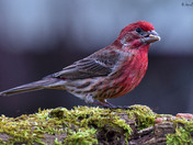 House Finch