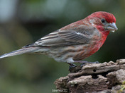 House Finch