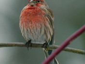 House Finch