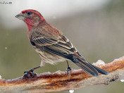 House Finch