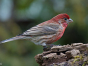 House Finch