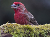 House Finch
