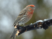 House Finch