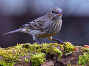 House Finch