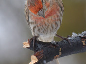 House Finch