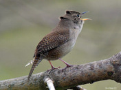 House Wren