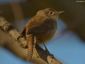 House Wren