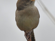 House Wren