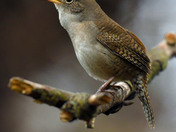 House Wren