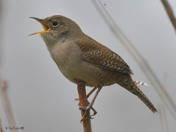 House Wren