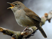 House Wren