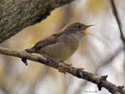 House Wren