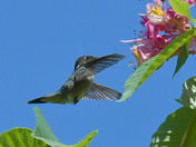 Ruby Throated Hummingbird