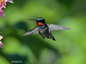 Ruby Throated Hummingbird