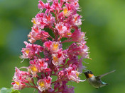 Ruby Throated Hummingbird