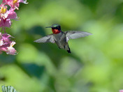 Ruby Throated Hummingbird