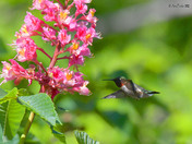 Ruby Throated Hummingbird