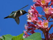 Ruby Throated Hummingbird
