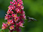 Ruby Throated Hummingbird