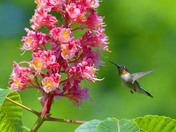 Ruby Throated Hummingbird