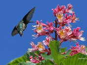 Ruby Throated Hummingbird