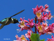 Ruby Throated Hummingbird