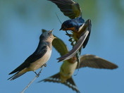 Barn Swallows