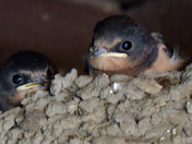 Barn Swallows