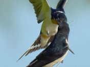 Barn Swallows