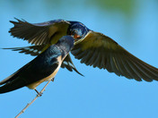 Barn Swallows