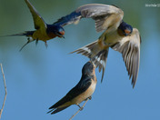 Barn Swallows
