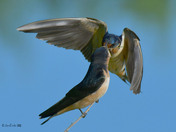 Barn Swallows