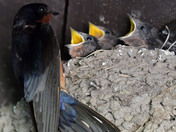 Barn Swallows