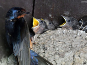 Barn Swallows