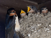 Barn Swallows