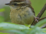 Carolina Wren